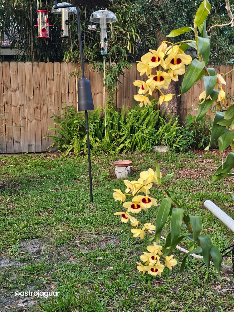 Yellow and red blooms hanging out in front of numerous bird feeders