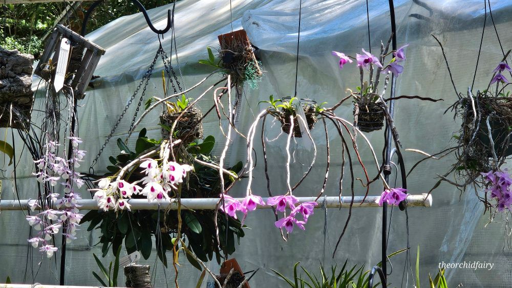 A group of blooming Orchids that made the whole backyard smell like Raspberries!