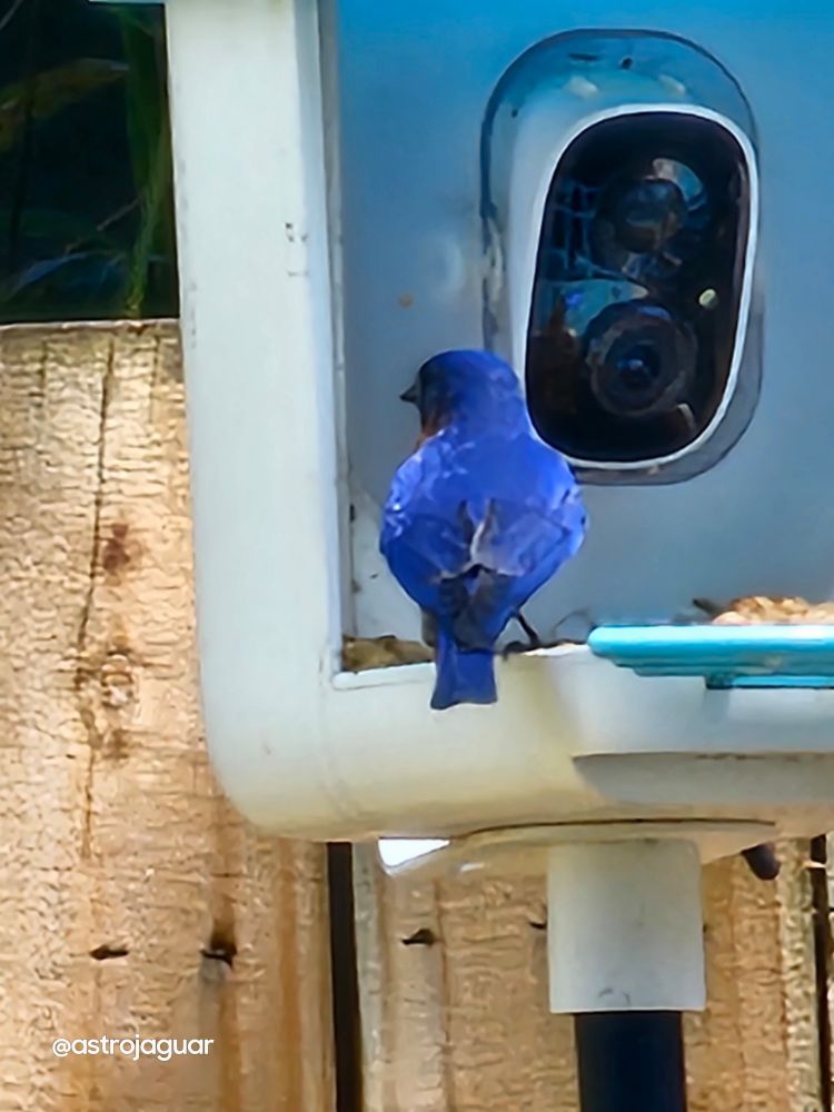 Bluebird on a feeder