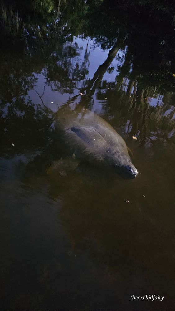 Manatee 