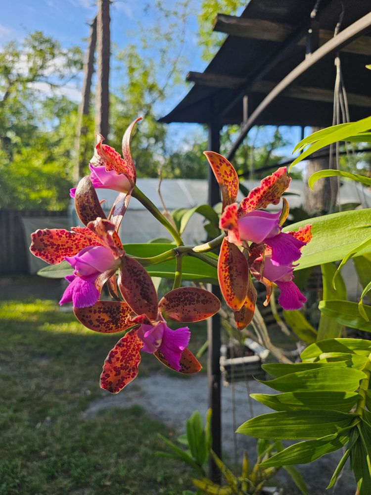 Very fragrant species orchid 