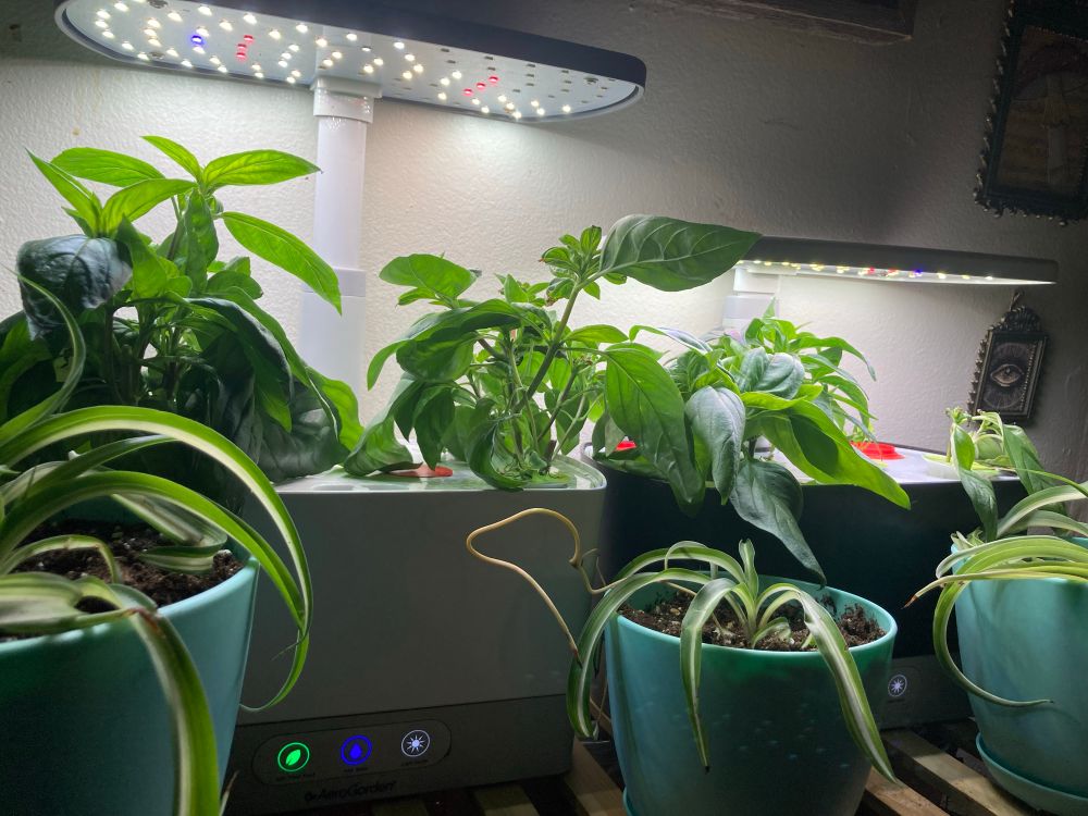 Hydroponically grown plants