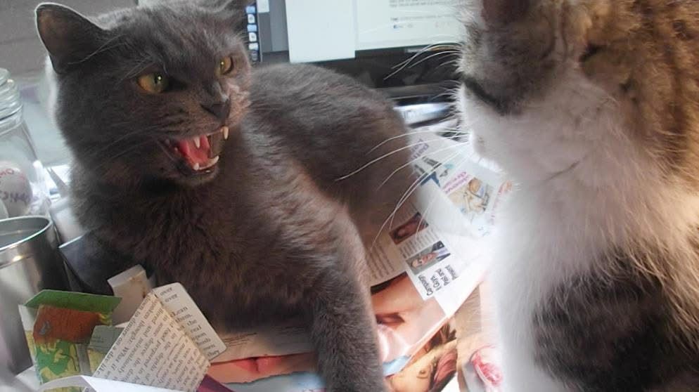 Angry cat hisses at kitten