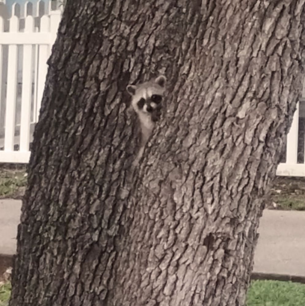 Baby raccoon the size of a squirrel looking at the camera while climbing a tree to get away from my nurturing 