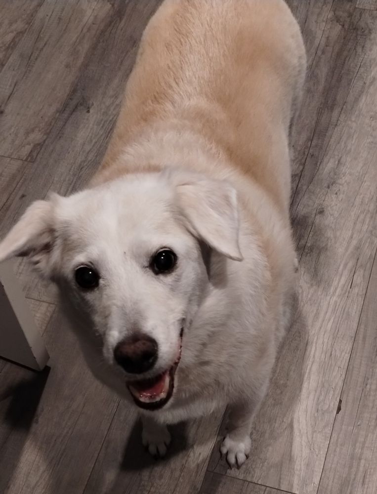 yellow lab smiling because food exists