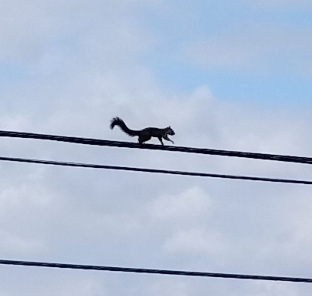 The only technological implant I would ever get is camera eyes so I could have all the squirrels on wire pictures I want. This is a squirrel on a wire.