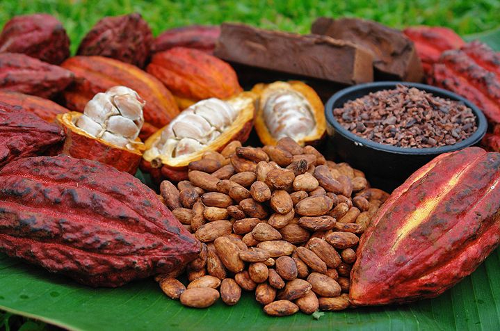 Cocoa pods of various sizes and colours, three in the middle with open exposing the white flesh of the fruit and lots of cacao seeds in a pile in the front.