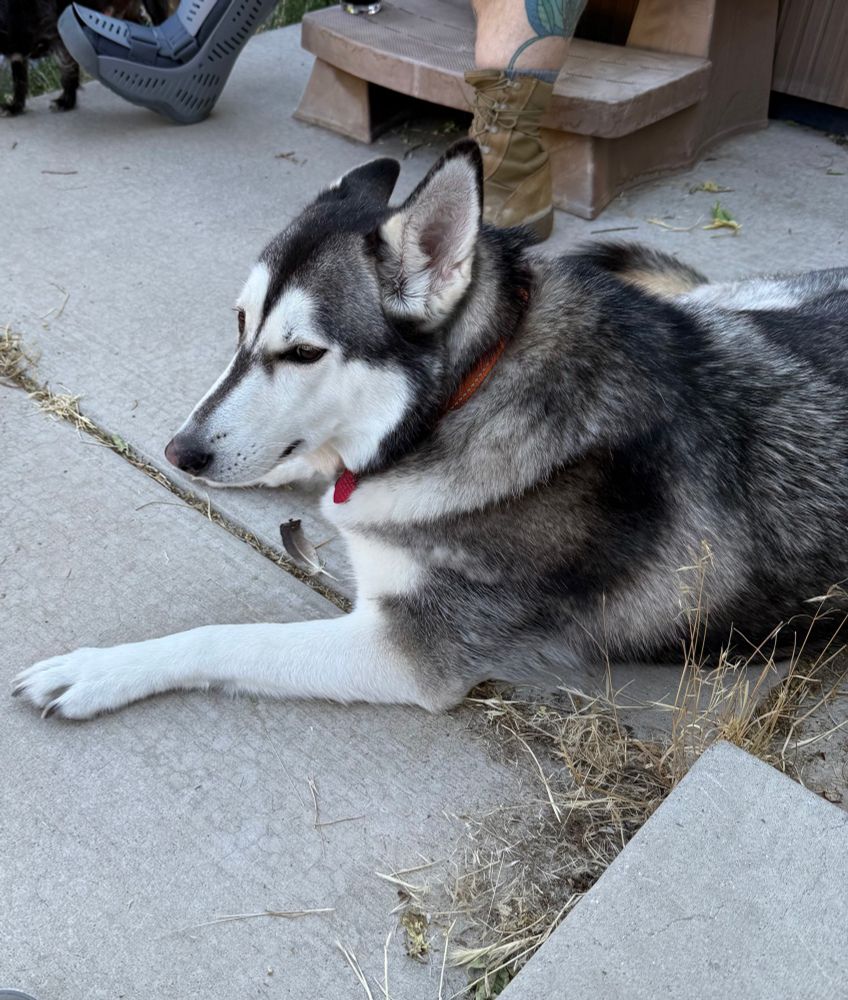 A closeup of a sweet but annoying husky. 