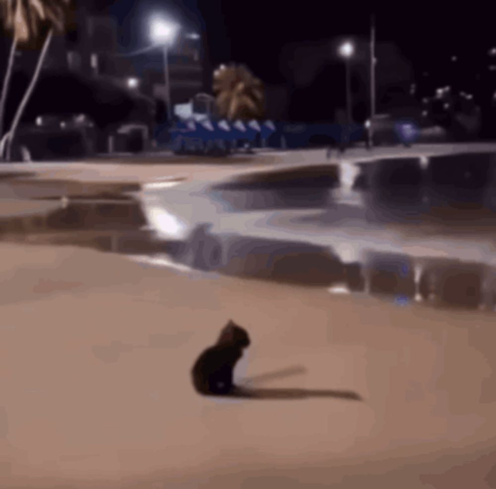 a cat is sitting on a beach at night