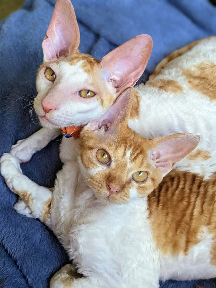 Two orange and white cats with huge ears and eyes cuddling together on a blue blanket
