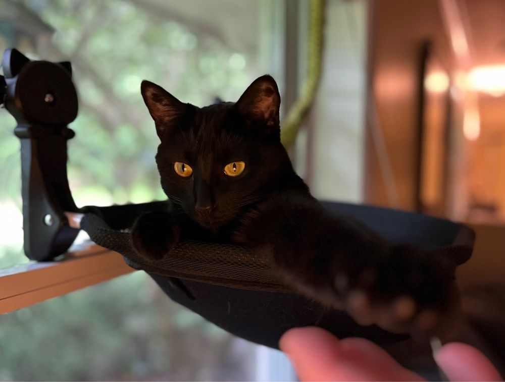 Riley in his cat hammock on the window. 