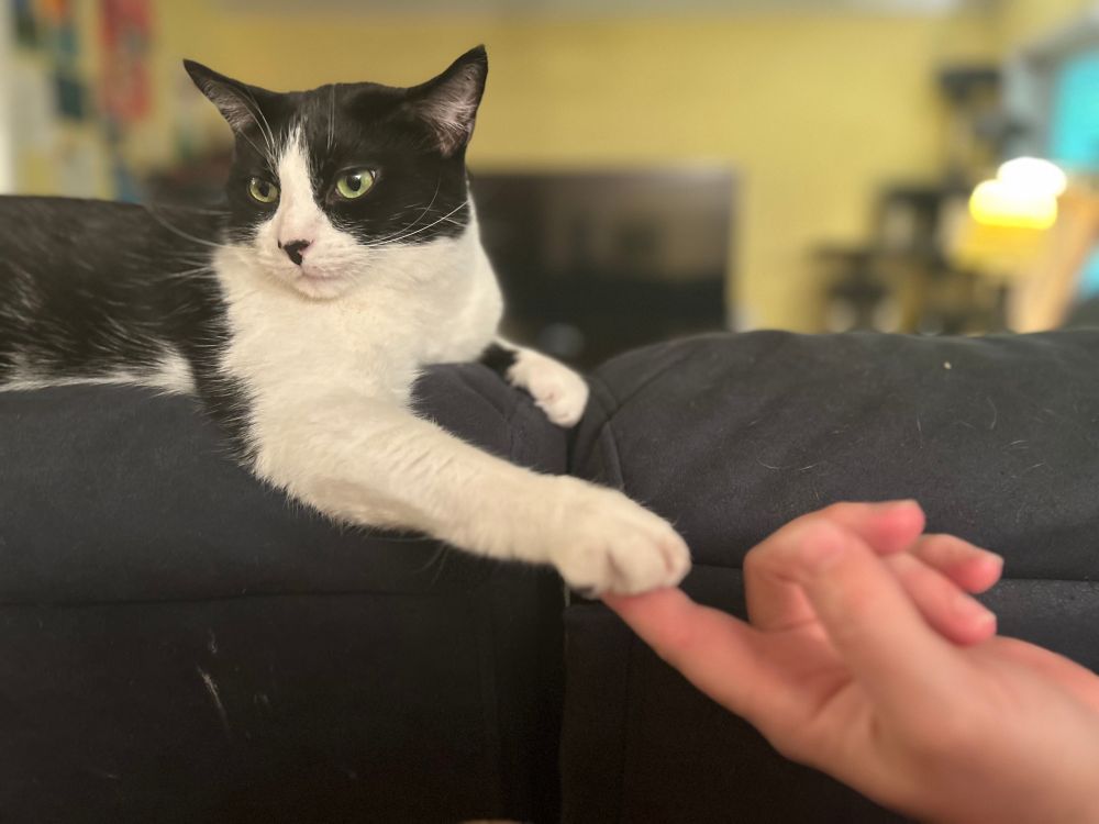 Tuxedo cat holds the first finger of his ma.
