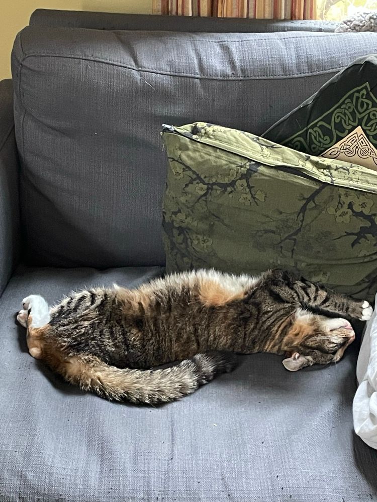 Torbie cat sleeping on her back, stretched out, with her tongue slightly protruding. 
