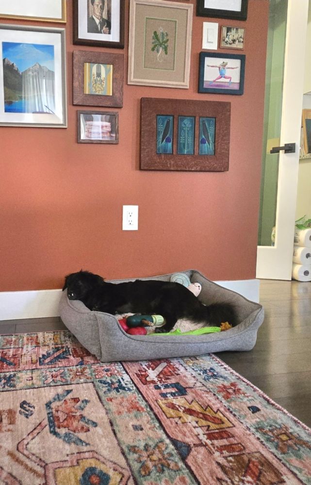 A black dog sleeps in her bed with her toys