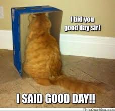 Cat shunning someone 