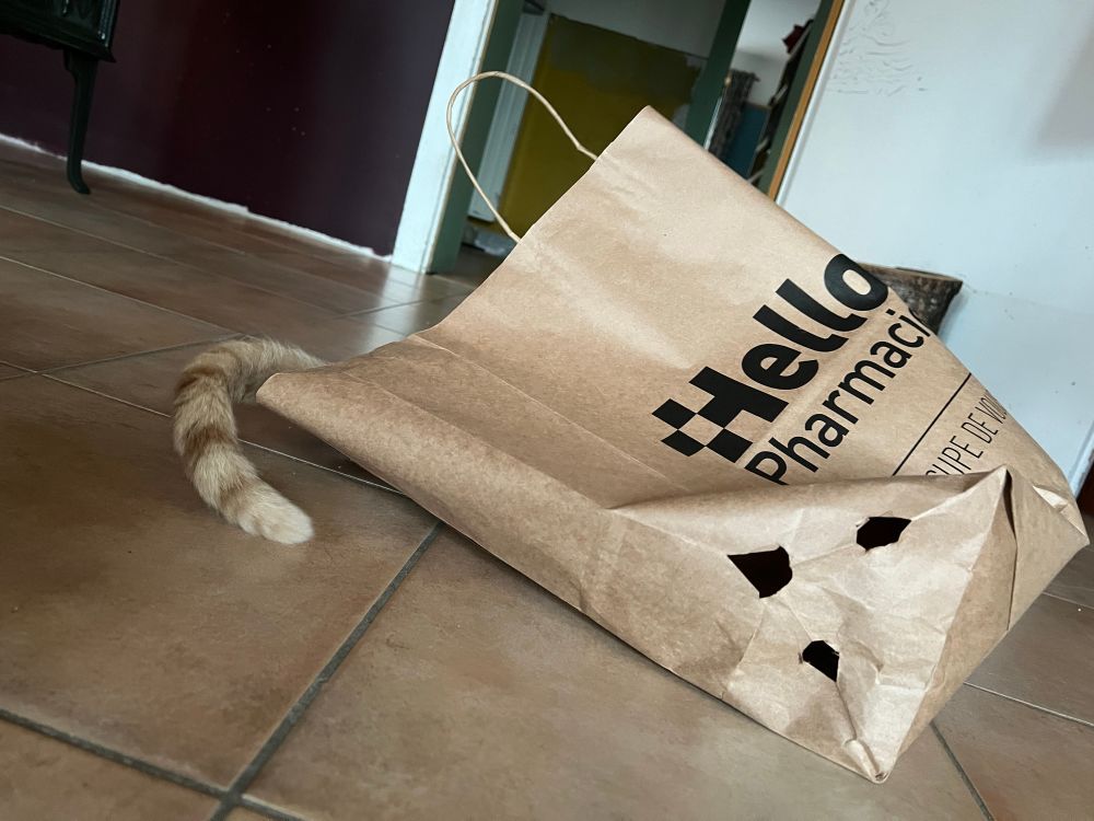 Cat breaking bag