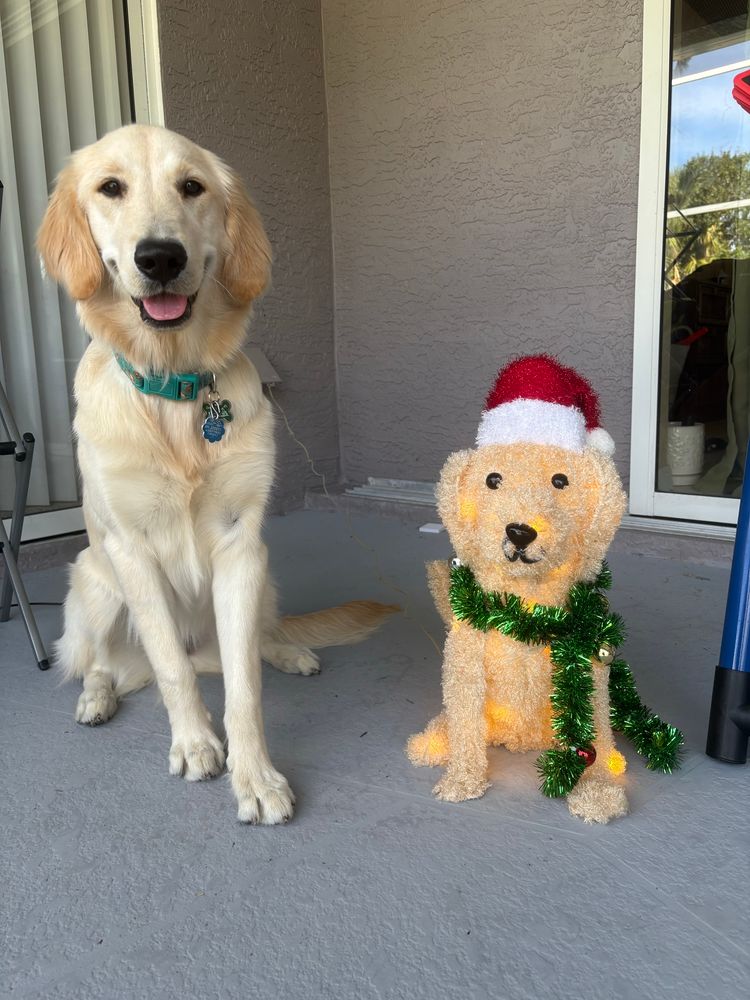 Older Golden retriever puppy (large) sitting next to a small, fluffy golden retriever statue/ornament that lights up, is wearing a green tinsel garland scarf, and a Santa hat. 