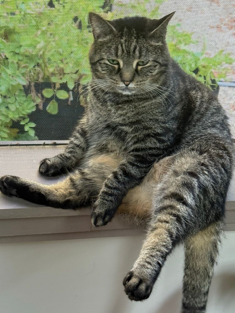 Rescue cat is roly poly and her posture is weird. 