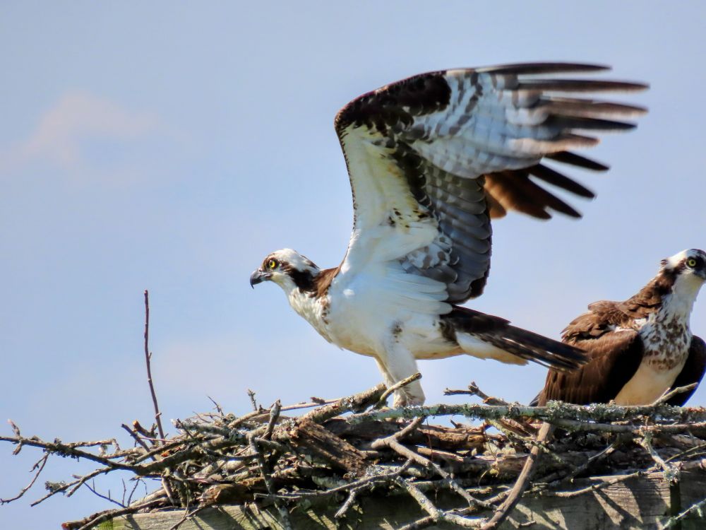 #osprey