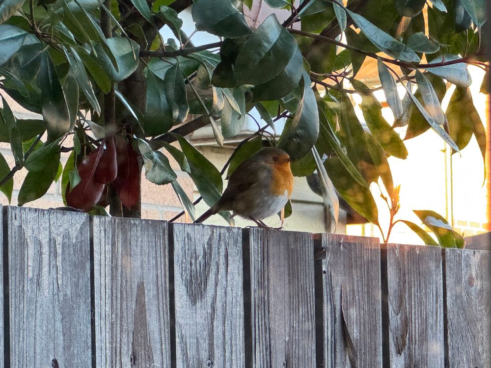 A European robin perched on our garden fence.