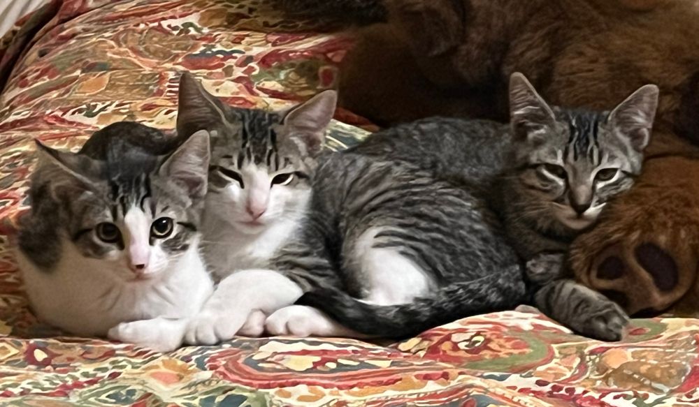 Three tabby kittens cuddled side by side on a paisley bedspread, one with his head on the leg of a stuffed toy. 