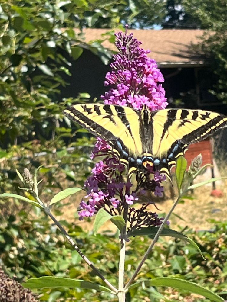 Yellow butterfly with black stripes and blue dots, on a spike bloom of purple butterfly bush. 