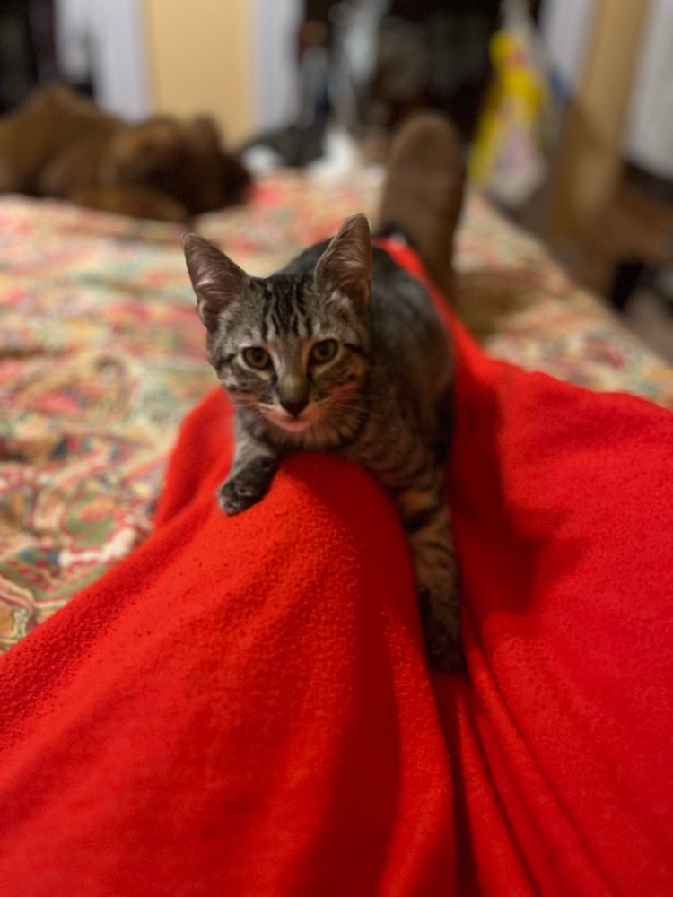 A tabby kitten sprawled on my knee, one of his brothers blurred but visible just past my slipper. 