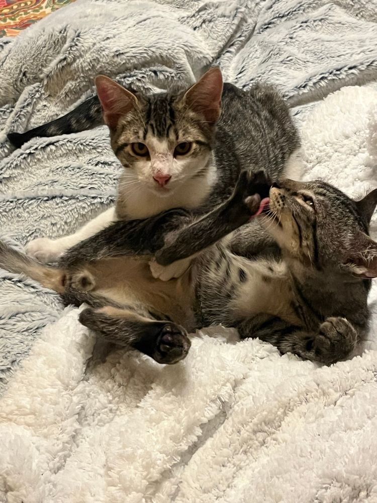Two kittens on a fuzzy white blanket. Tabby kitten in front is awkwardly licking one of his back paws, belly to viewer, while the white and tabby kitten loafing behind him stares directly at the camera. There is visible butt, sorry about that. 