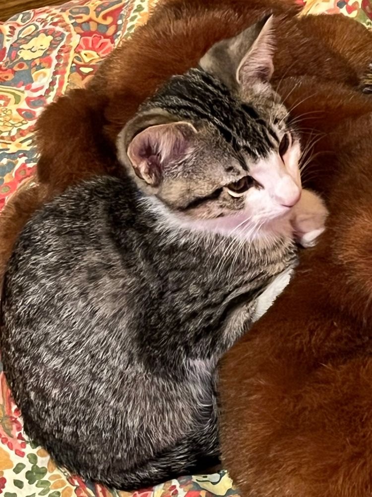 A tabby kitten with a white blaze and chest leans against a fuzzy brown teddy bear. 