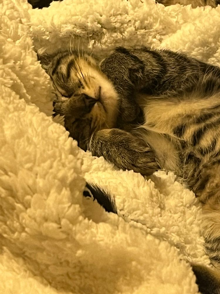 Tabby kitten working very hard at his beauty sleep on a fluffy white blanket, his wittle paws curled under his chin. 