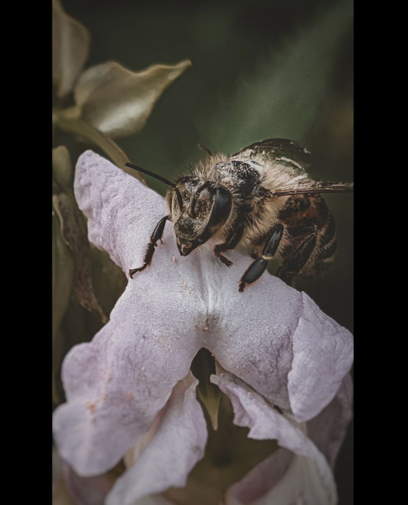 A curious bee investigating the top of a flower