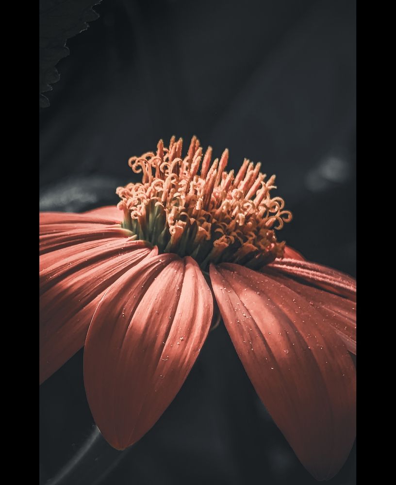 A deep orange flower in Shadow