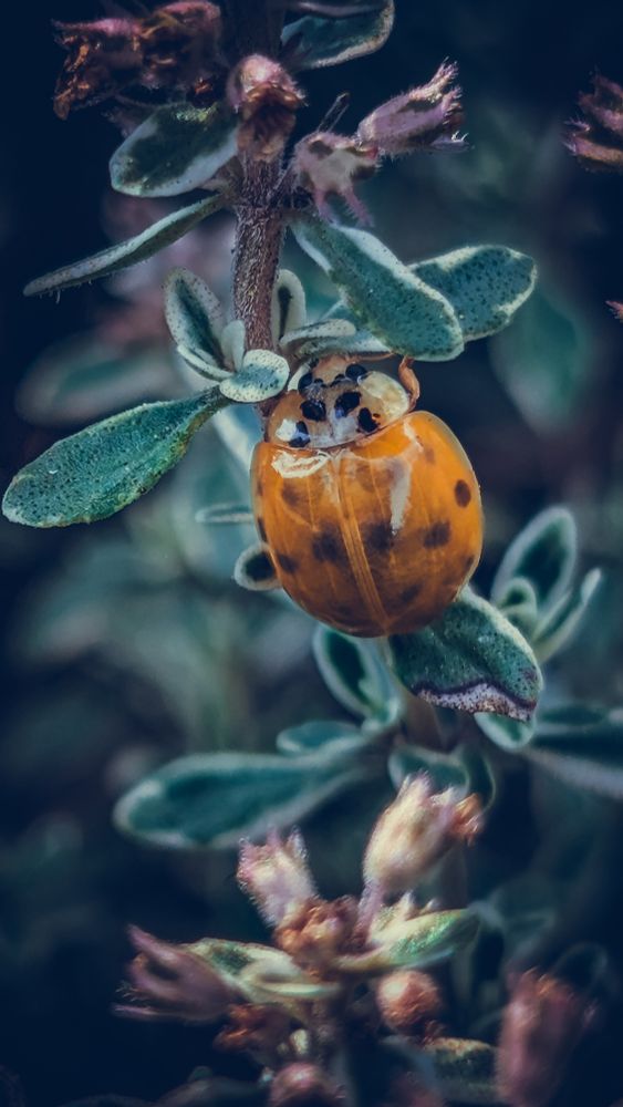 A faded orange ladybug in a soft green hedge 