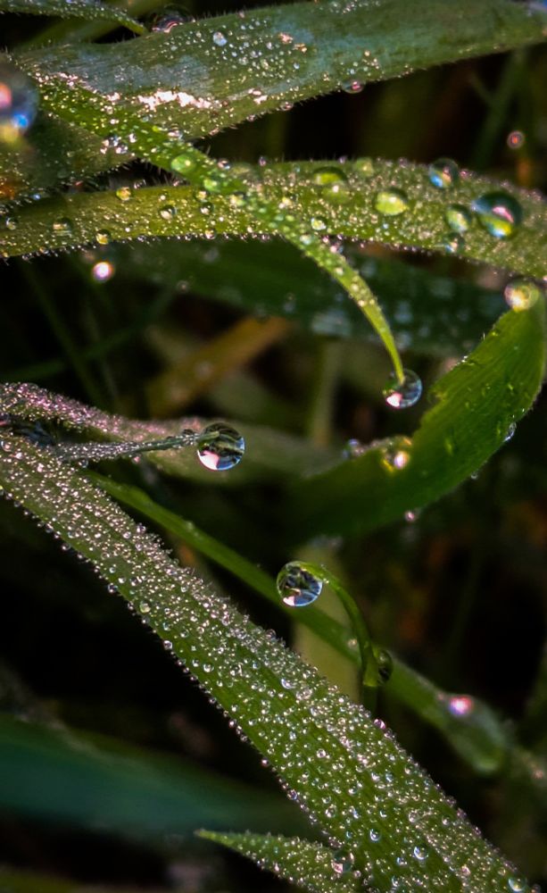 Three clear drops on three different blades of grass in a Misty morning field of green