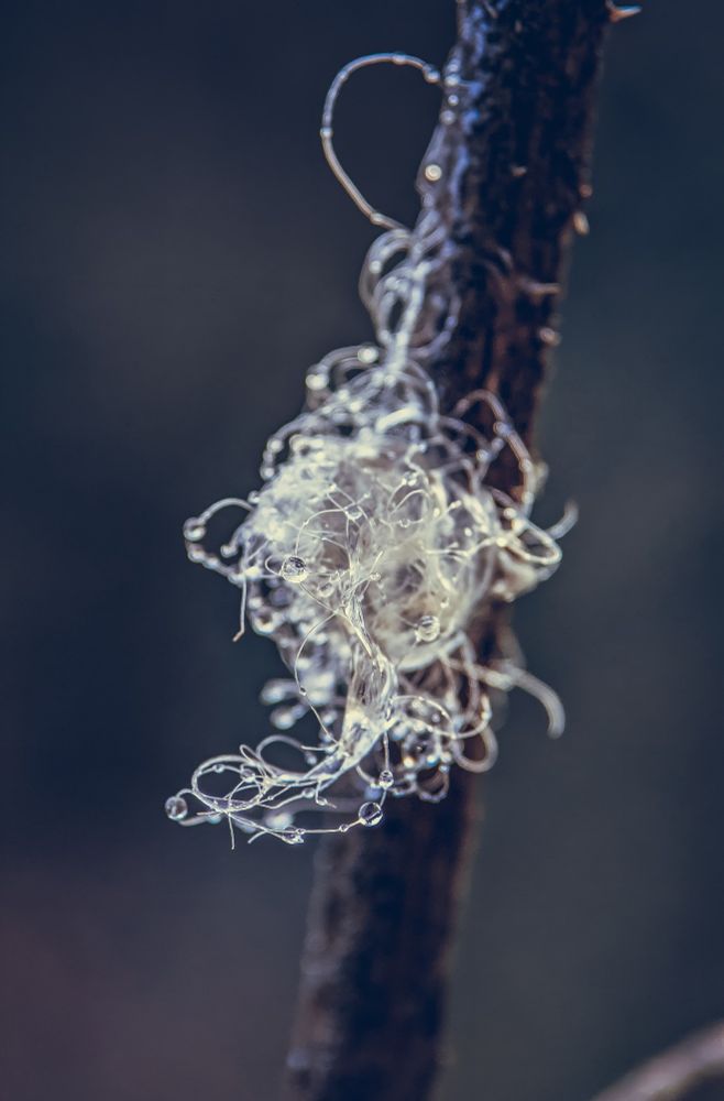 A tangle of sheeps wool on a twig out in a field with dewdrops on it