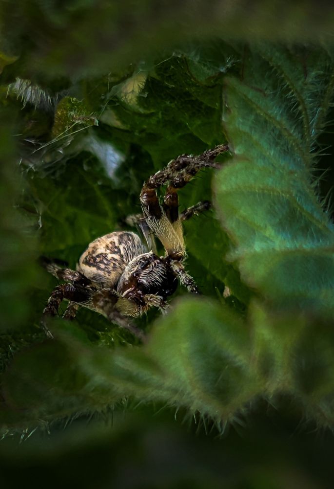 This is a photo that I have taken of a very small spider hiding within the depths of a nettle leaf