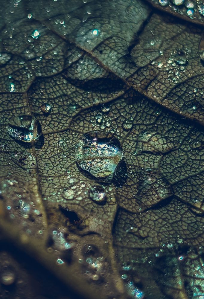 A photo of an Maple leaf covered in raindrops 