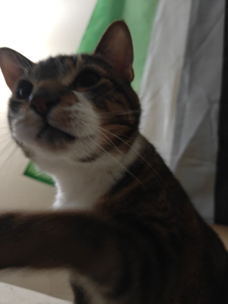 My tabby cat Dijon reaching his paw out to touch me (I am off screen)