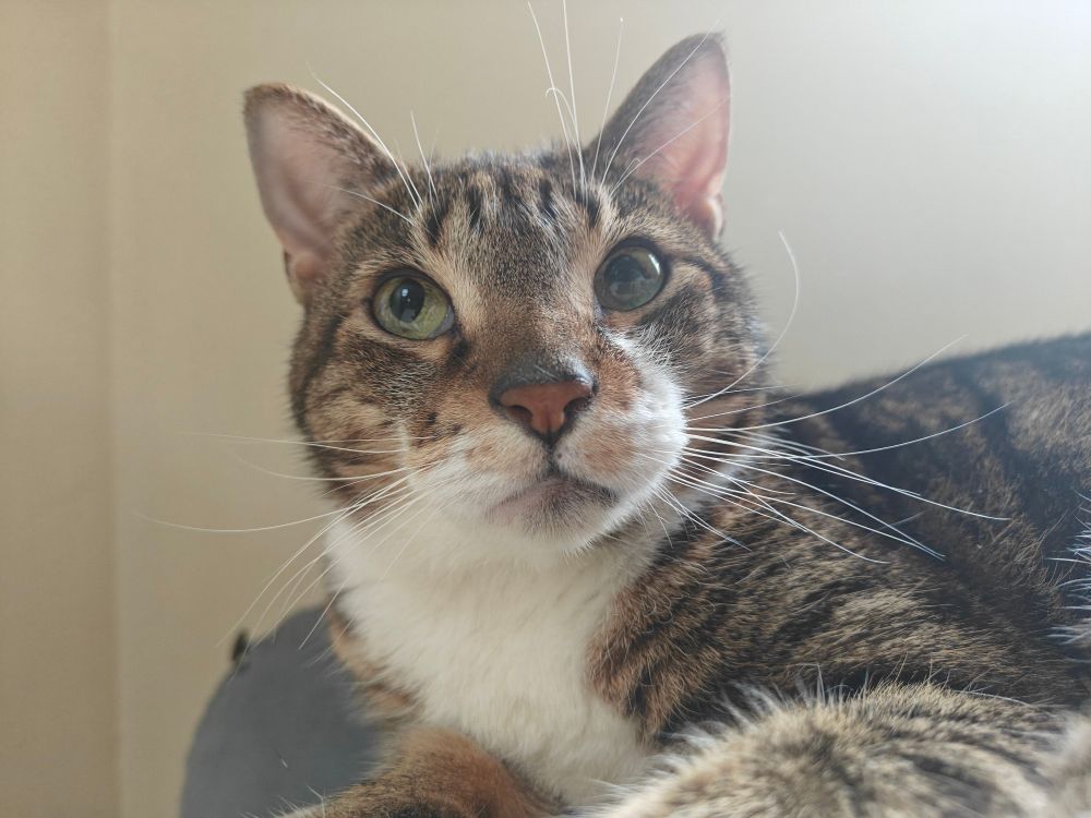 My tabby cat Dijon looking off camera and appearing very majestic 