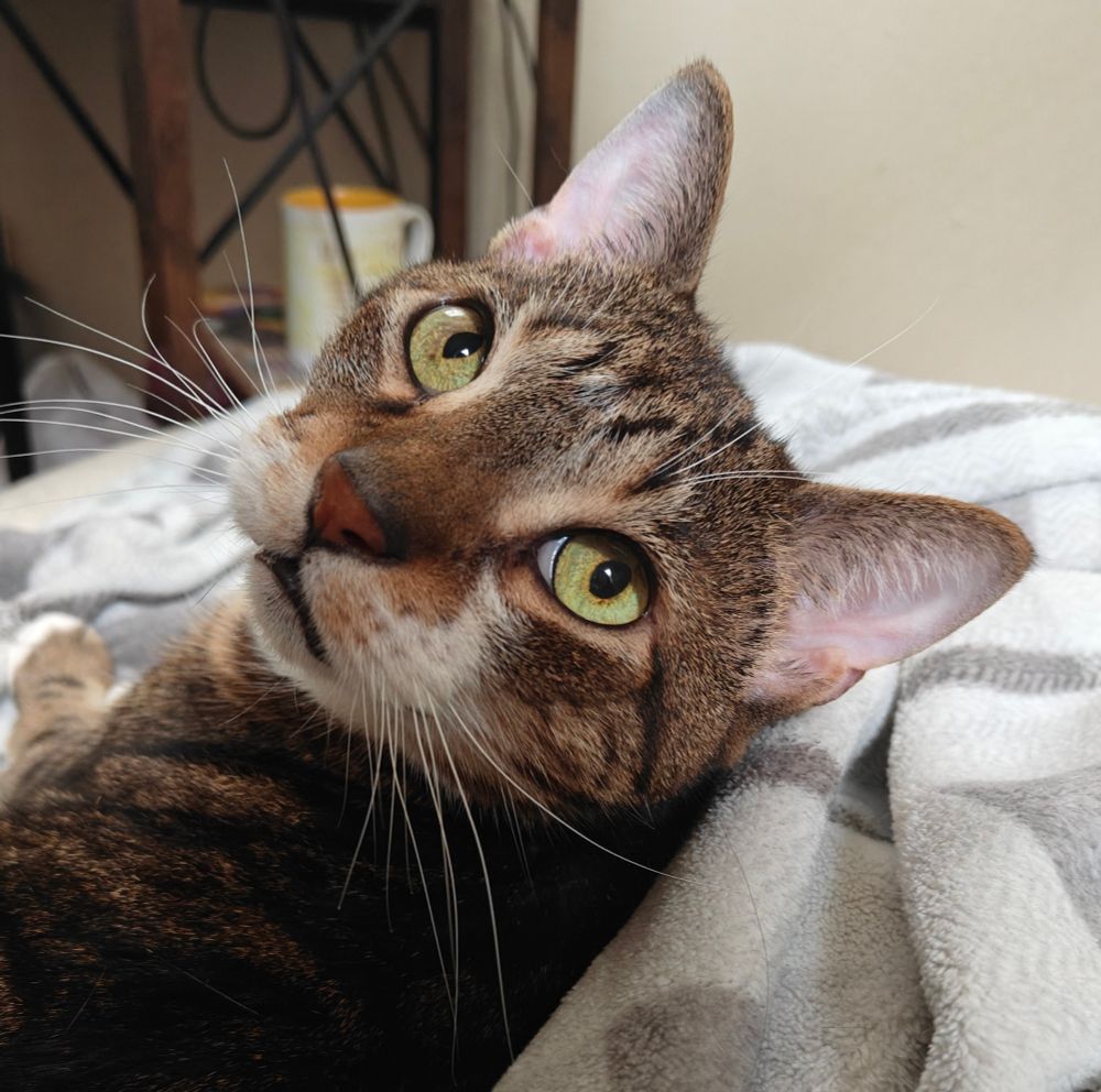 My tabby cat Dijon lying on the bed looking back at the camera with his eyes huge and his lips slightly apart 