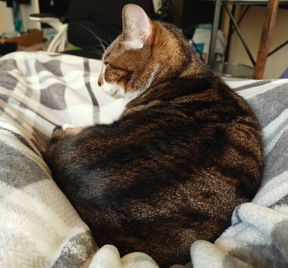 My tabby cat Dijon curled up in my lap