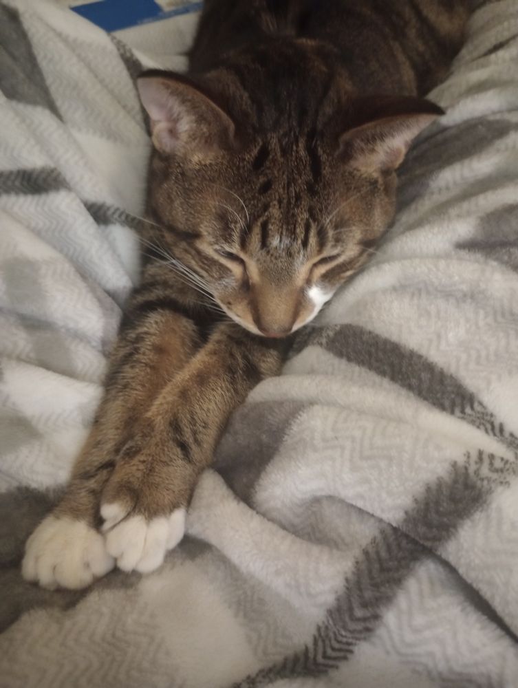 My tabby cat Dijon lying on a blanket with his legs stretched out in front of him