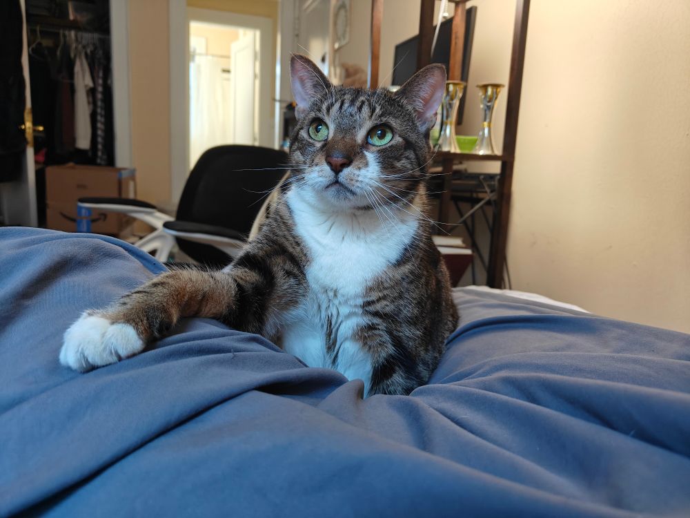 My tabby cat Dijon lying in my lap looking very majestic 