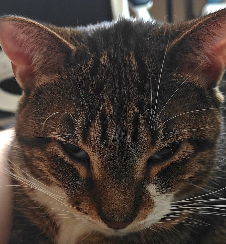 My tabby cat Dijon close up making a very very sleepy face