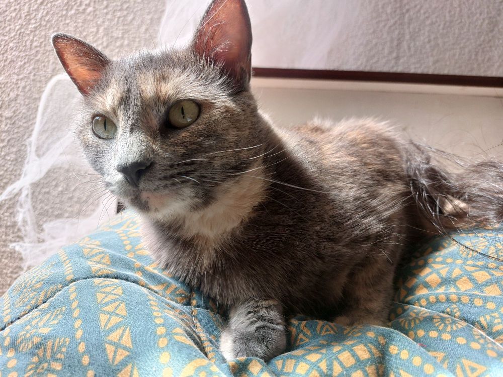 Una gata posada sobre un cojín mira curiosa hacia el lado izquierdo de la imagen. Sus orejas están atentas al ambiente.