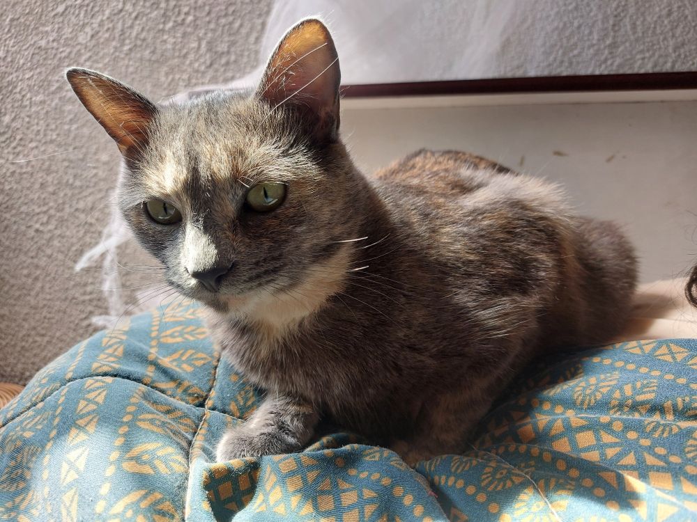 Una gata gris mira con curiosidad lejos de la cámara. 