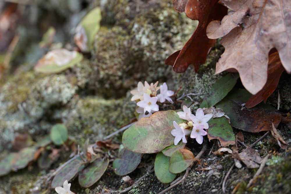 The small, white, five-petaled flowers of trailing arbutus. 