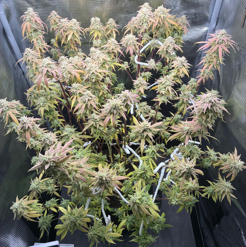 Top view of Romulan canopy.