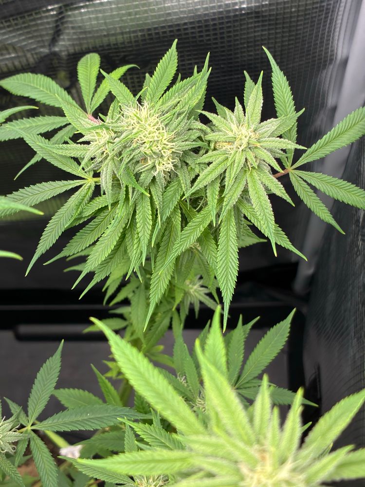 Top view of large cannabis branch with three bud sites.
