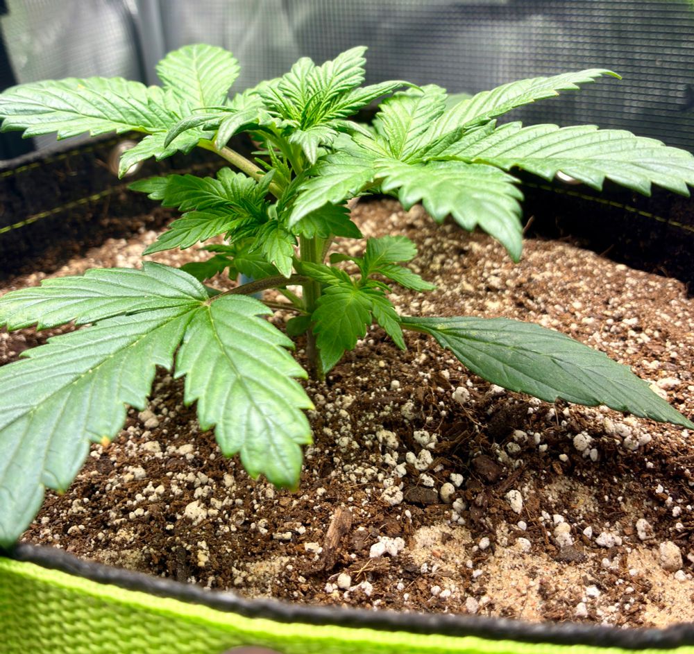 Side view of Cadillac Rainbow in veg. Planted in a 3 gallon fabric pot with Fox Farms Coco-Loco soil amended with 9 tablespoons Gaia Green 4-4-4. Underneath the top leaves is a green topped moisture sensor.